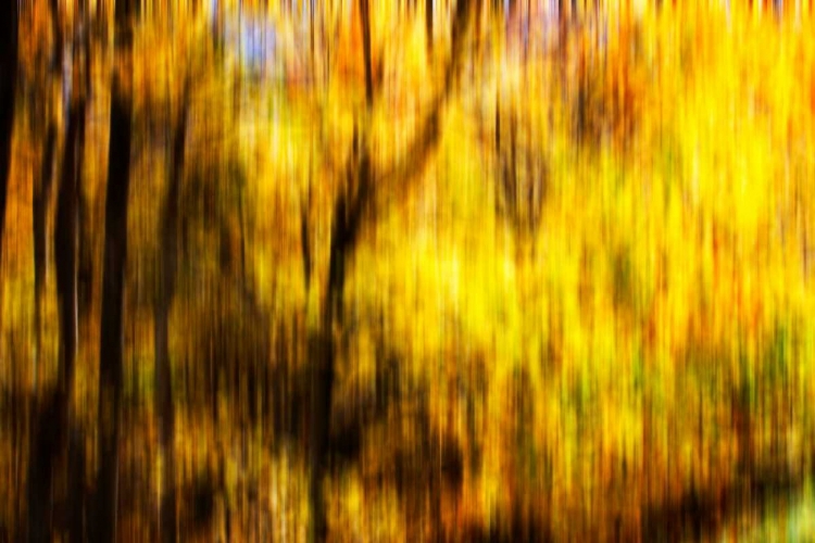 Picture of AUTUMN IMPRESSIONS II