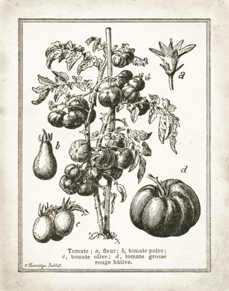 Picture of FRENCH TOMATOES