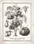 Picture of FRENCH TOMATOES