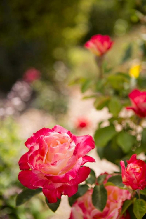 Picture of ROSE GARDEN I