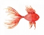 Picture of DEEP SEA RED FISH