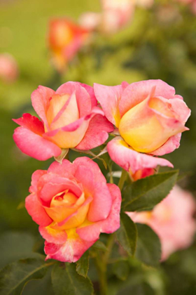 Picture of PINK ROSES II