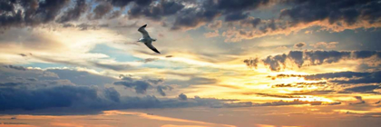 Picture of GULL ABOVE THE SEA I