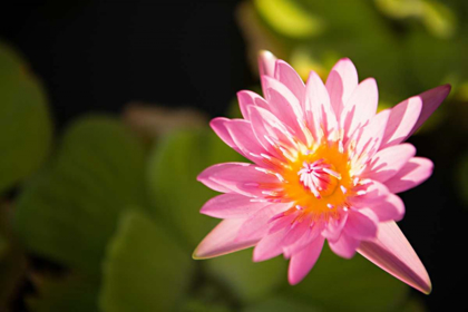 Picture of PINK POND LILY