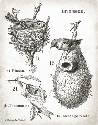 Picture of FRENCH BIRDNESTS