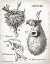 Picture of FRENCH BIRDNESTS
