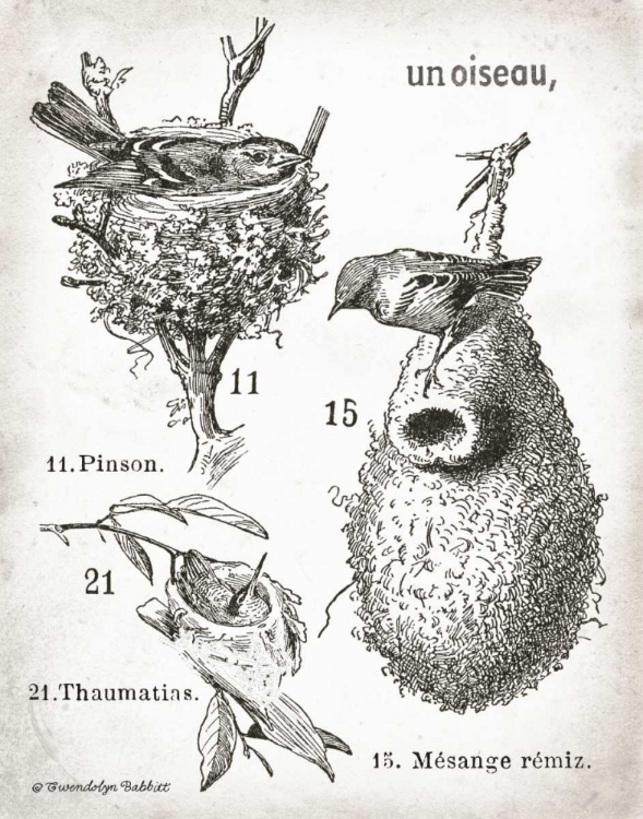 Picture of FRENCH BIRDNESTS