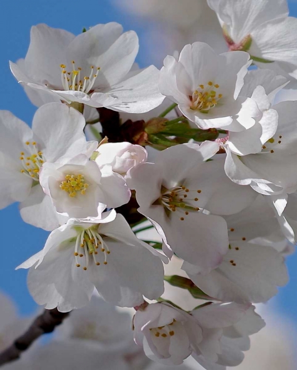 Picture of APPLE BLOSSOMS IV