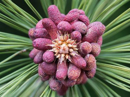 Picture of FORMING PINE CONE