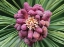 Picture of FORMING PINE CONE