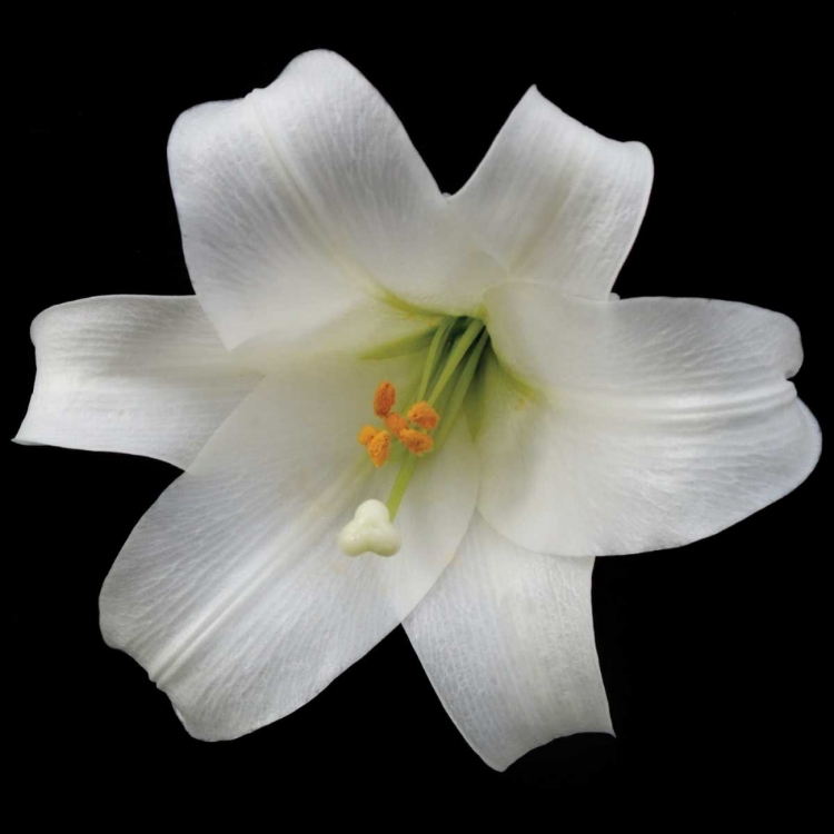 Picture of WHITE LILY