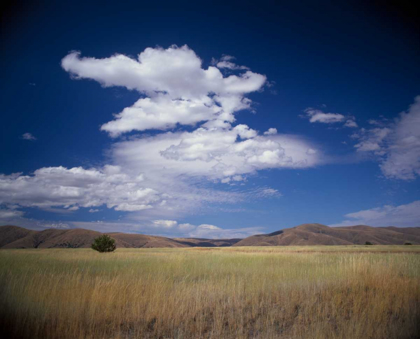 Picture of LONE TREE