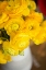 Picture of YELLOW RANUNCULUS