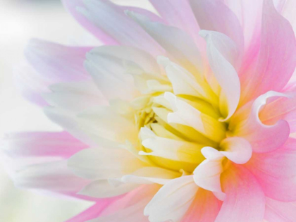 Picture of DAHLIA CLOSE UP II