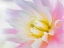 Picture of DAHLIA CLOSE UP II