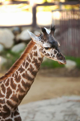 Picture of GIRAFFE I