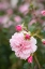 Picture of ROSE GARDEN II