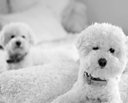 Picture of BICHONS BLACK AND WHITE