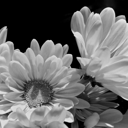 Picture of DAISY DAZZLE BW I