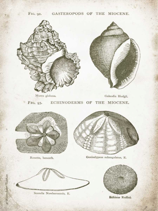 Picture of VINTAGE SHELLS I