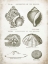 Picture of VINTAGE SHELLS I