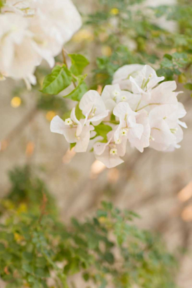 Picture of WHITE FLOWERS III