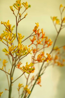 Picture of KANGAROO PAW II