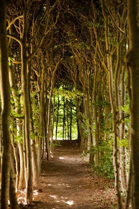 Picture of PATH THROUGH THE TREES