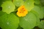 Picture of NASTURTIUMS I