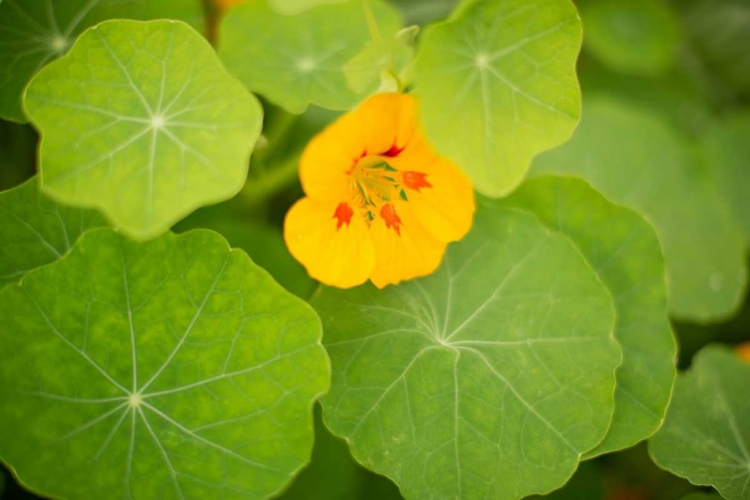 Picture of NASTURTIUMS I