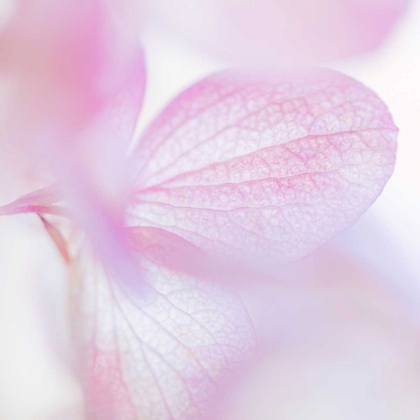 Picture of PINK HYDRANGEA I