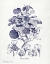 Picture of INDIGO BOTANICAL IV
