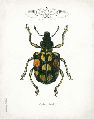Picture of BEETLE IV