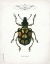 Picture of BEETLE IV