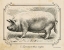 Picture of FARM PIG II