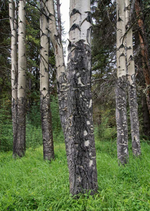 Picture of BIRCH STAND