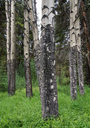 Picture of BIRCH STAND
