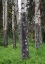 Picture of BIRCH STAND