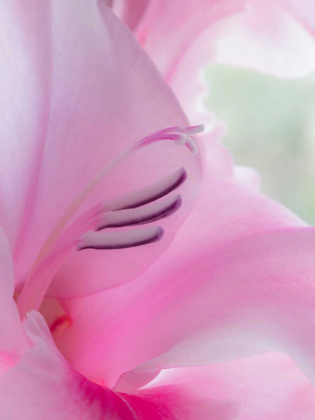 Picture of GLADIOLA BLOSSOM I