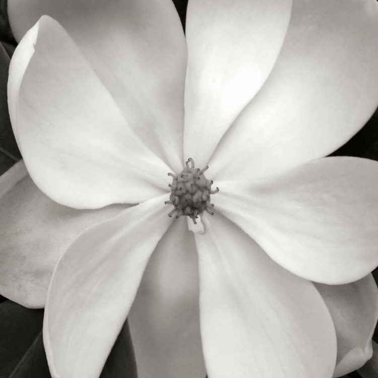 Picture of MAGNOLIA III