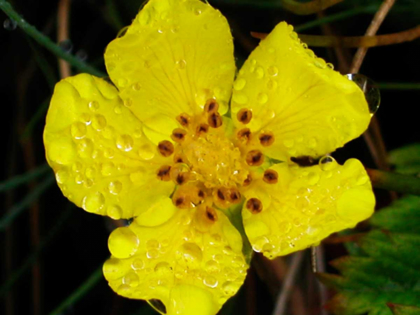 Picture of FLOWER AFTER RAIN III