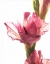 Picture of BEAUTY IN THE BLOOM II