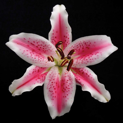 Picture of PINK LILY