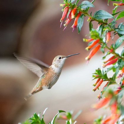 Picture of HUMMINGBIRD