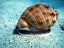 Picture of CASSIDE-UNDERWATER-SEASHELL