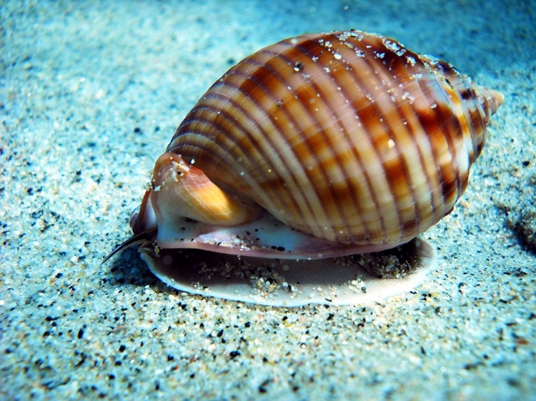 Picture of CASSIDE-UNDERWATER-SEASHELL