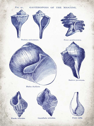 Picture of INDIGO SHELLS II