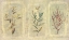 Picture of CRACKLE SPRIGS II