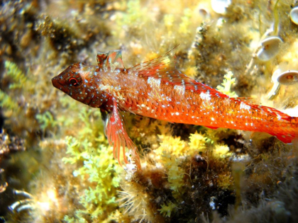 Picture of UNDER-WATER-FISH-CHILI-PEPPER