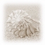 Picture of IN THE SAND I